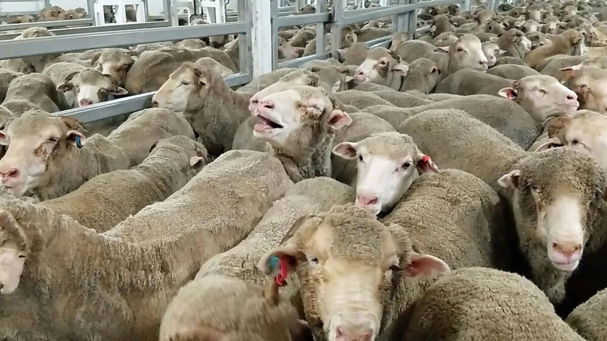 Ein Bild von Schafen auf einem Seeweg-Transport, das Animals International zugespielt wurde