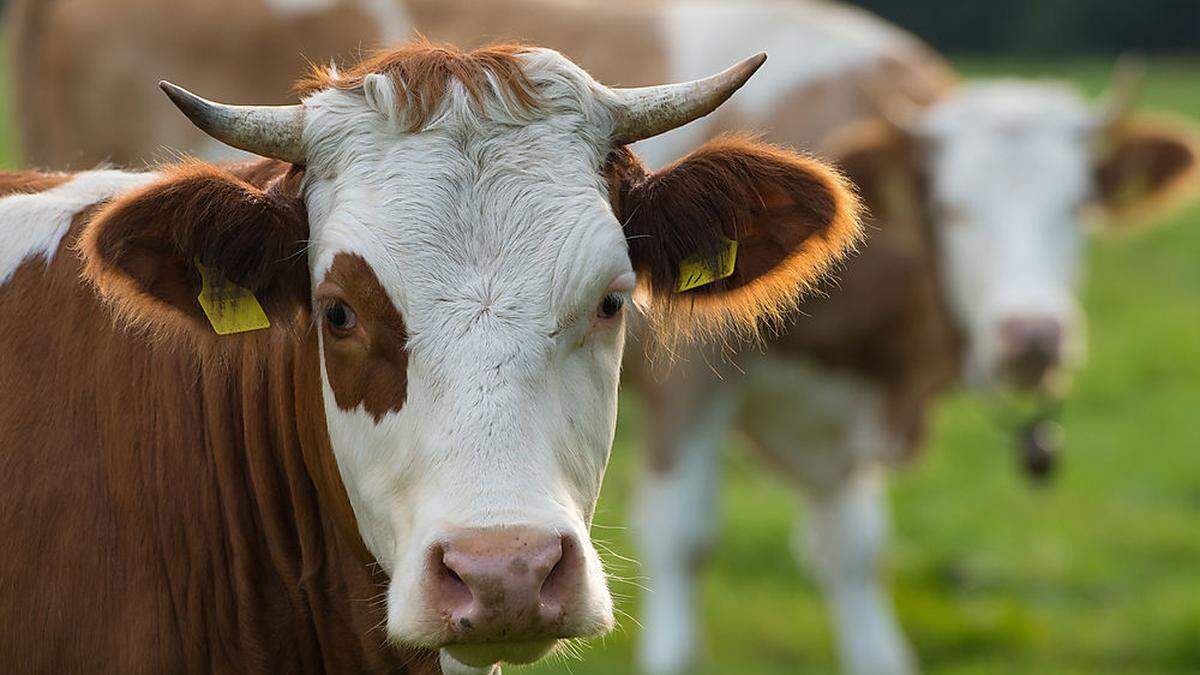 Zur Attacke kam es am Dienstag in der Gemeinde Dellach (Bezirk Hermagor) 