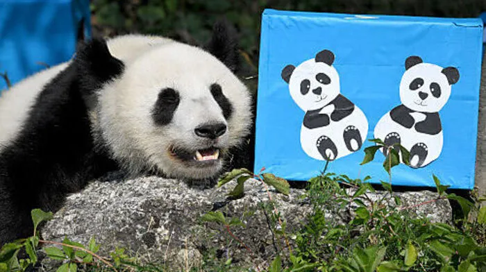 Die beiden Panda-Zwillinge wurden am Dienstag zwei Jahre alt