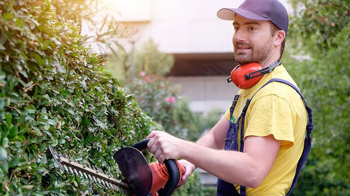 Der Eigentümer ist nicht zur Pflege der Hecke verpflichtet