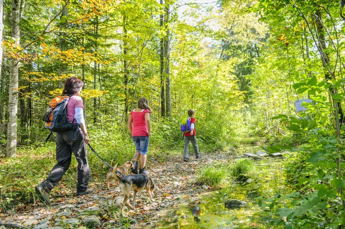 Das Wegeprojekt „Geh dein Steig“ besteht aus den Abschnitten „Hob mi gern“ und „Zoag ma wos“ rund um Aflenz. Der Rundweg unter dem Motto „Hob mi gern“ ist 8,6 Kilometer lang und in vier Stunden zu absolvieren, das Pendant „Zoag ma wos“ ist der zweite Teil des Projekts und kommt auf 7,5 Kilometer. Schaukeln, Rechenaufgaben und Informationstafeln sorgen für Abwechslung.