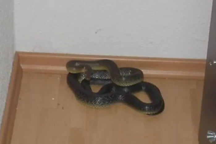 Eine Äskulapnatter im Schlafzimmer eines Hauses in Bärnbach