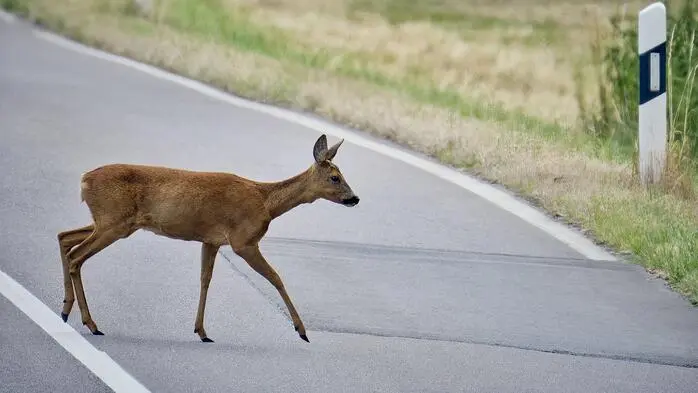 Ein Reh überquerte die Straße (Symbolbild)