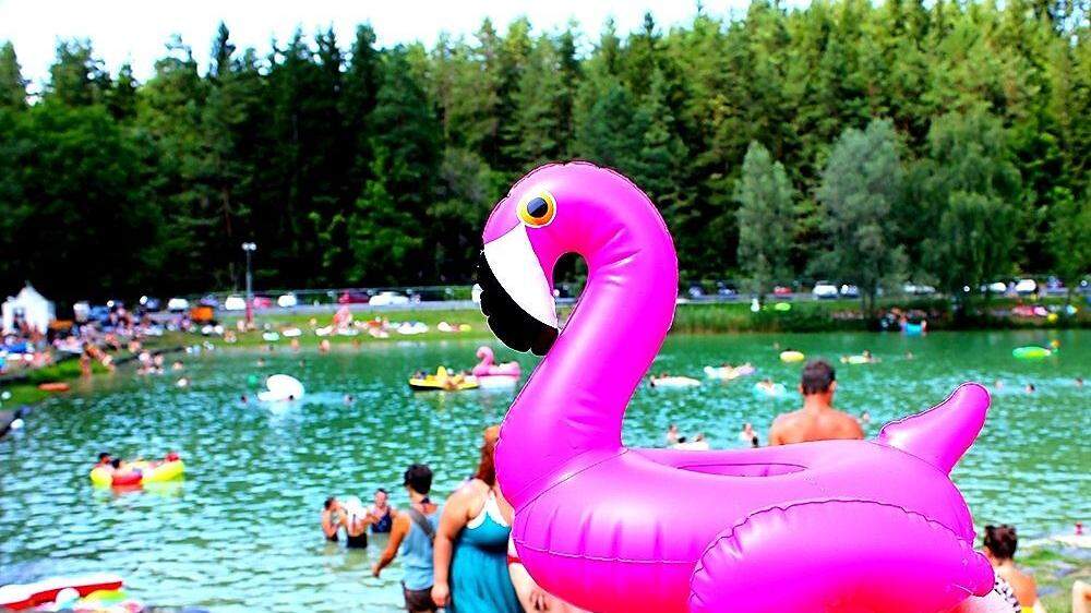 Der Flamingo ist bereits ein Stammgast am Festival.