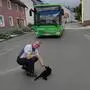 Der Busfahrer der Linie 820 stoppte, um die Katze sicher an den Fahrbahnrand zu bringen