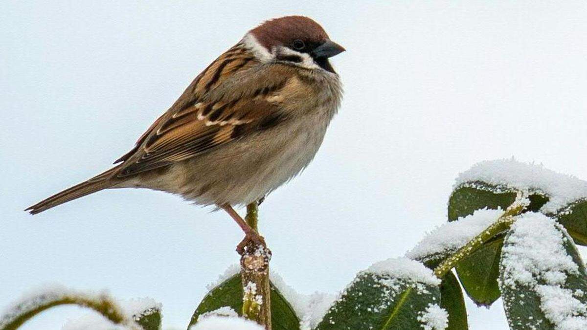 Sowohl in der Steiermark als auch österreichweit - der Feldsperling ist der &quot;Sieger&quot; der Winterstunde