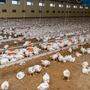 In einem durchschnittlichen Kärntner Hühnermastbetrieb leben rund 20.000 Tiere. Österreich ist eher klein strukturiert
