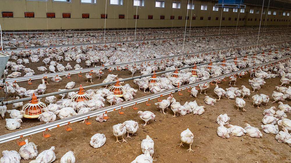 In einem durchschnittlichen Kärntner Hühnermastbetrieb leben rund 20.000 Tiere. Österreich ist eher klein strukturiert