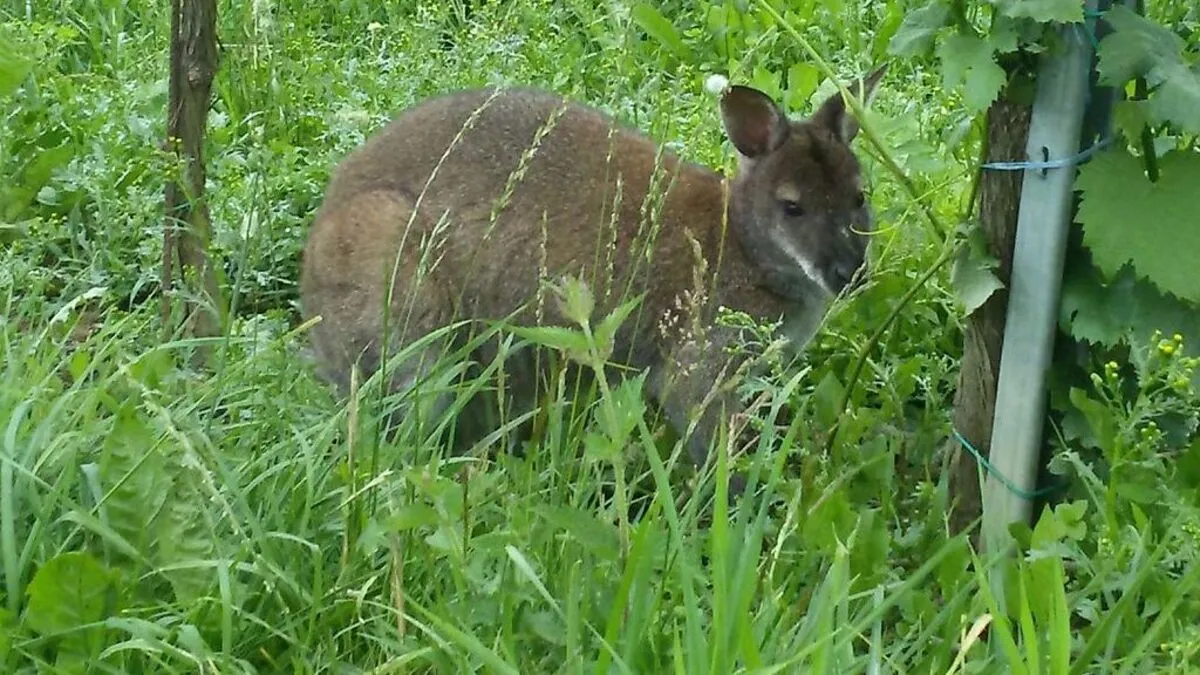 Das in Gamlitz ausgerissene Känguru "Nanni" ist seit drei Wochen auf der Flucht