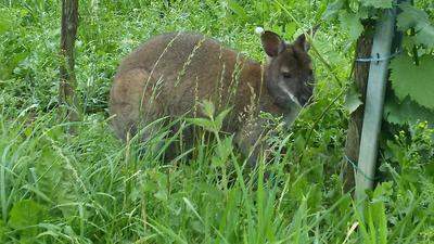 Das in Gamlitz ausgerissene Känguru &quot;Nanni&quot; ist seit drei Wochen auf der Flucht