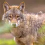 Der Wolf erobert Stück für Stück seinen alten Lebensraum zurück