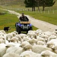 Schafe und moderner Hirte: Ein Bild das immer seltener wird