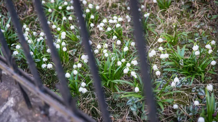 Grüne Vorgärten sind ökologisch für die Stadt enorm wertvoll: für die Pflanzen- und Tiervielfalt ...