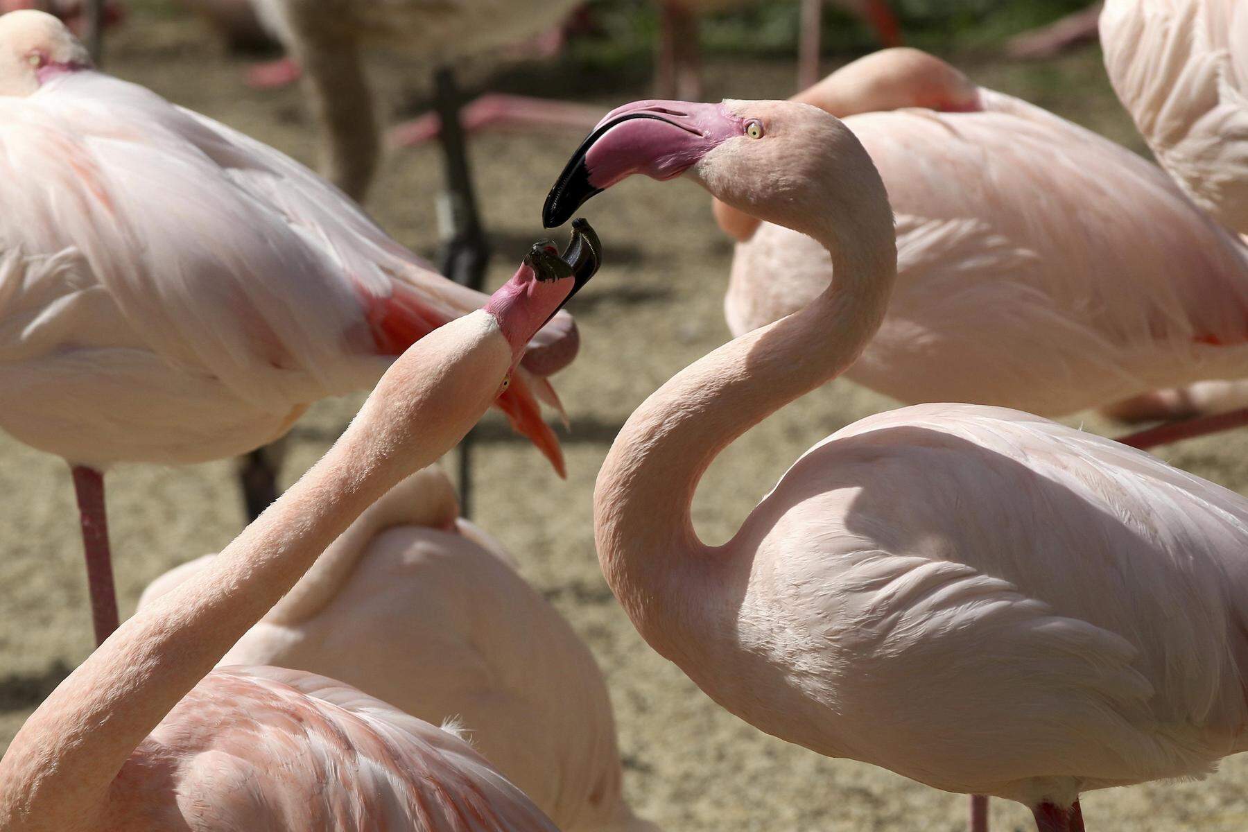 Nach Fuchsangriff: Gerissene Flamingos werden in Schönbrunn nicht ersetzt
