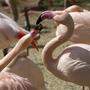 Die gerissenen Flamingos werden im Schönbrunner Tiergarten nicht ersetzt