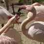 Die gerissenen Flamingos werden im Schönbrunner Tiergarten nicht ersetzt