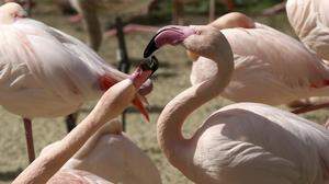 Die gerissenen Flamingos werden im Schönbrunner Tiergarten nicht ersetzt