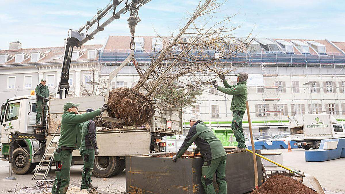 Am Griesplatz wurden provisorisch Bäume gepflanzt und Sitzbänke aufgestellt