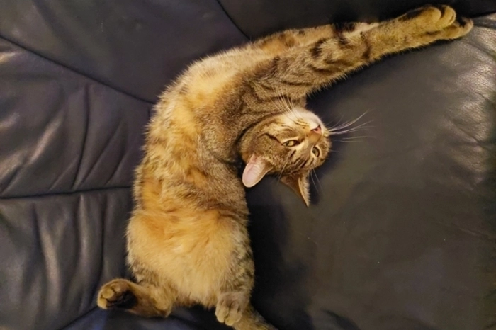 So viel Arbeit ist aber ganz schön anstrengend - also lieber mal auf der Couch im Heim in St. Ruprecht/Raab gemütlich entspannen.