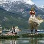 Die Landschaft als Hauptdarstellerin beim Narzissenfest im Ausseerland 