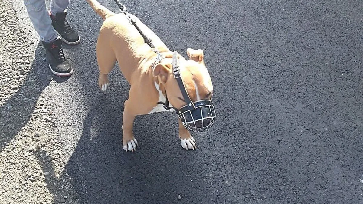 Der vom Tierheim angebrachte Maulkorb verrutschte währen des Spazierganges