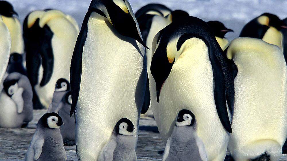 Pinguine als Übeltäter