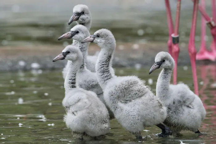 Dafür sorgen im Freiland Farbstoffe in den Krebsen, die den Flamingos als Nahrung dienen. Im Zoo ist ein spezielles Futter für das strahlende Federkleid verantwortlich.