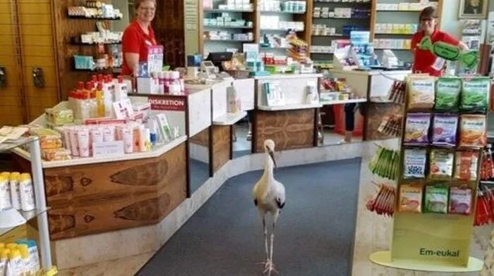 Storch stakst in Apotheke