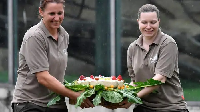 Zum 61.Geburtstag der weltweit ältesten Gorilladame hat der Berliner Zoo dem Tier namens Fatou ein Geschenk gemacht. Tierpfleger überreichten Fatou am Freitag eine Reistorte mit Topfen und verschiedenen Obstsorten, die wegen ihres Zuckergehalts sonst tabu für die Seniorin sind.