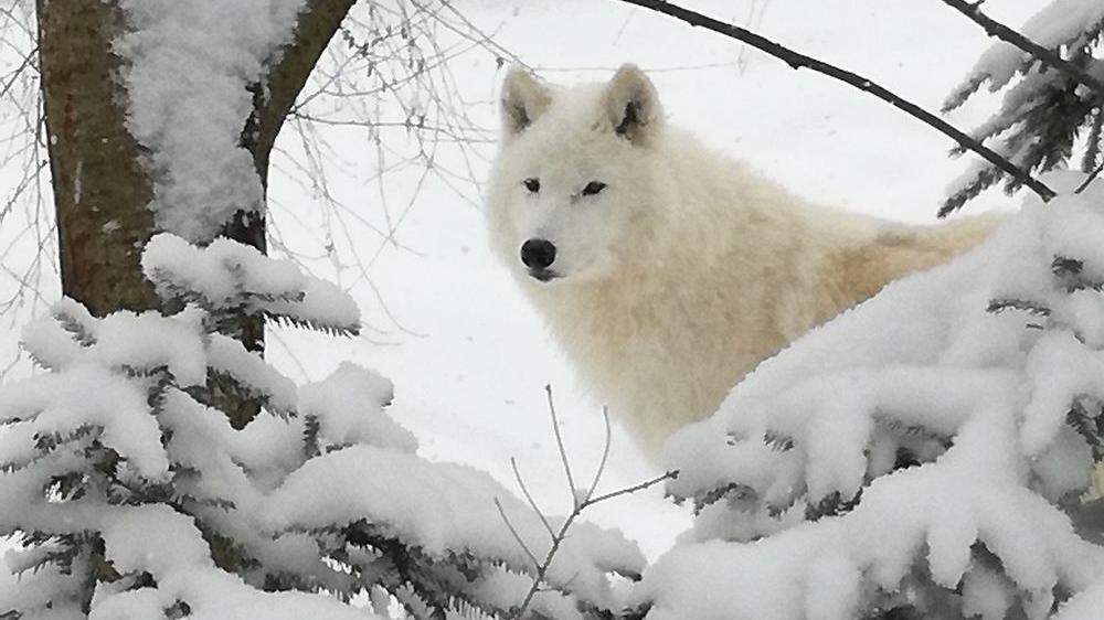 Am Heiligen Abend ist der Polarwolf aus dem Wolfsgehege am Wilden Berg in Mautern entlaufen. Nun weisen Spuren darauf hin, dass er nicht mehr im Gelände des Tierparks ist.