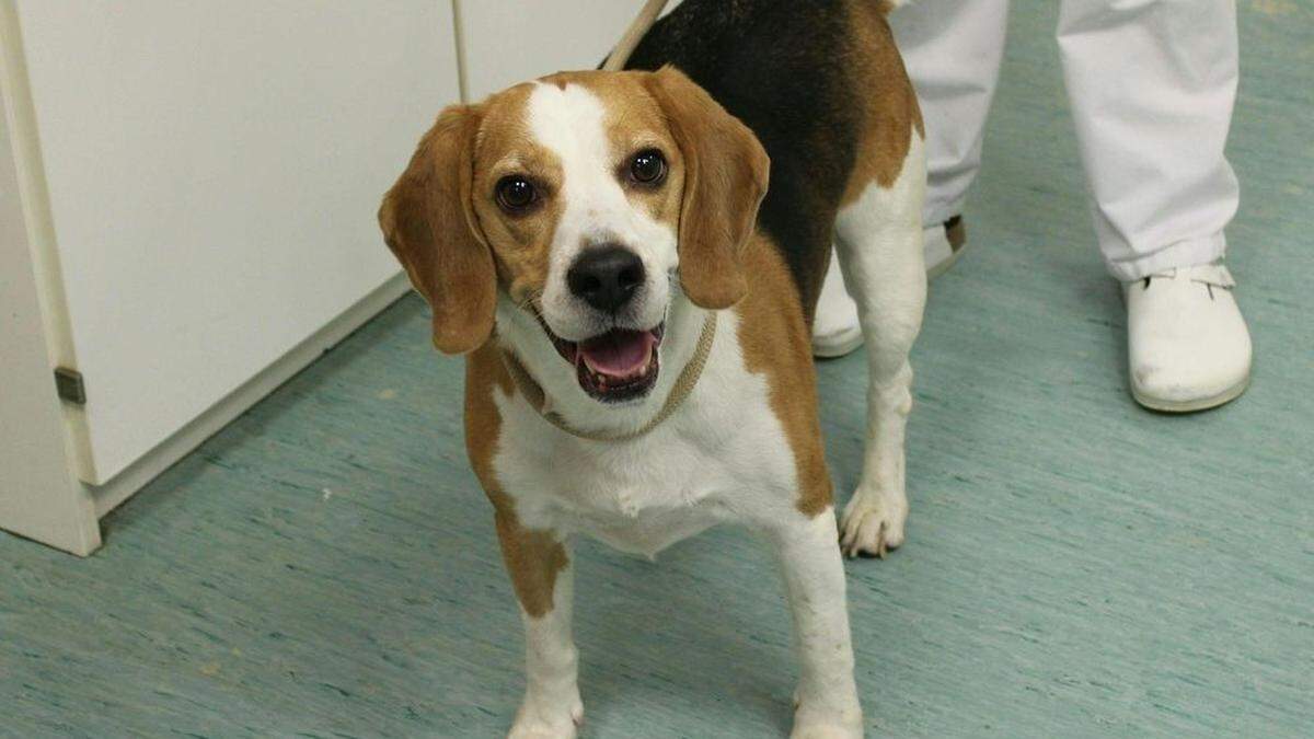 Der Beagle trug keine gesundheitlichen Schäden davon