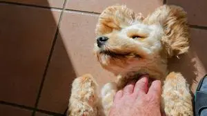 Der stille Genießer. Der junge Cockapoo lässt sich in den Schlaf streicheln. Siegsdorf Bayern Deutschland *** The quiet connoisseur The young Cockapoo lets himself be stroked to sleep Siegsdorf Bavaria Germany Copyright: xRolfxPossx