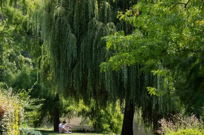 A person sits in the shade of trees at the Bois de Vincennes park, in eastern Paris, on August 14, 2025, amid a heatwave in Europe. A large part of the country remains overheated on August 14, 2025, on the seventh day of an ongoing heatwave still overwhelming three-quarters of France, even though Meteo-France has lifted the red alert in the last affected departments. (Photo by Martin LELIEVRE / AFP)