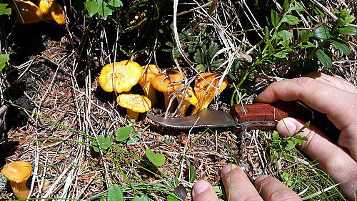 Murauerin rutschte bei Schwammerljagd aus