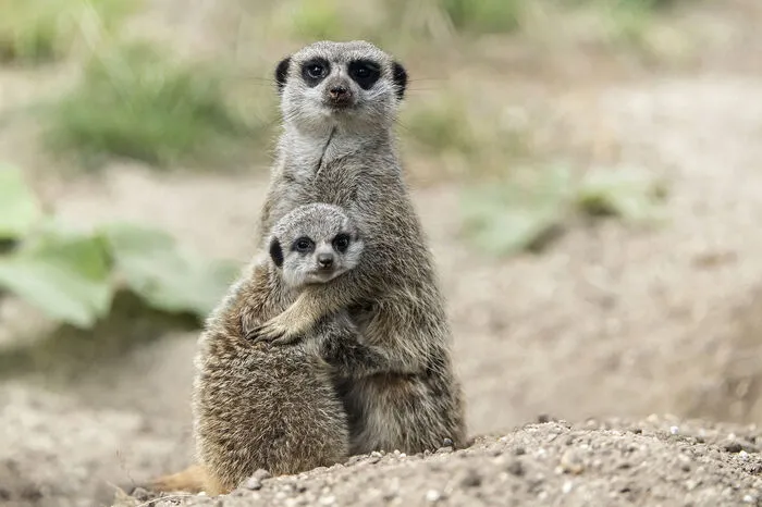 Südafrika. Eigentlich ist der Besuch des Kalahari Meerkat Projects ja nur Forschern oder Filmteams erlaubt, aber auch Gäste der Leeupan Guest Farm oder des Van-Zylsrus-Hotels dürfen den kleinen Erdmännchen einen Besuch abstatten. Glück gehabt.