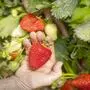 Nahaufnahme von mehreren Erdbeeren am Strauch, manche sind schon rot, manche noch grün