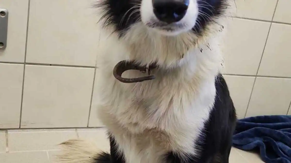 Dieser Hund ist in der Flurgasse in St. Veit zugelaufen