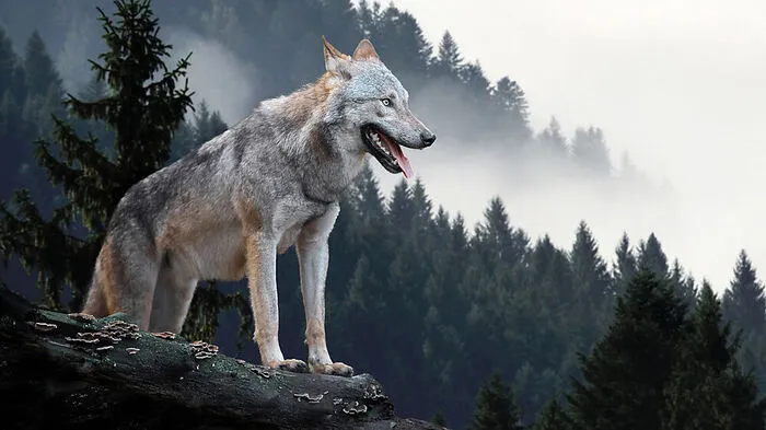 Seit Ende April sorgt ein Wolf, der nachweislich im Pongau Schafe gerissen hat, nun schon für Aufregung