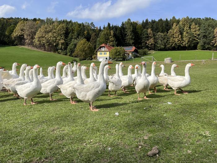 Dem Federvieh steht eine knapp ein Hektar große Weide zur Verfügung