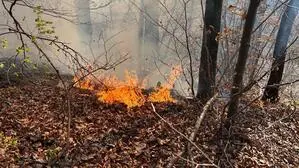 Der Waldbrand konnte relativ schnell unter Kontrolle gebracht werden
