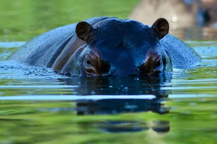 ... vier Nilpferde, die er von einem kalifornischen Zoo gekauft hat. 1993 wurde der Drogenbaron auf der Flucht erschossen.  Über die Jahre ...