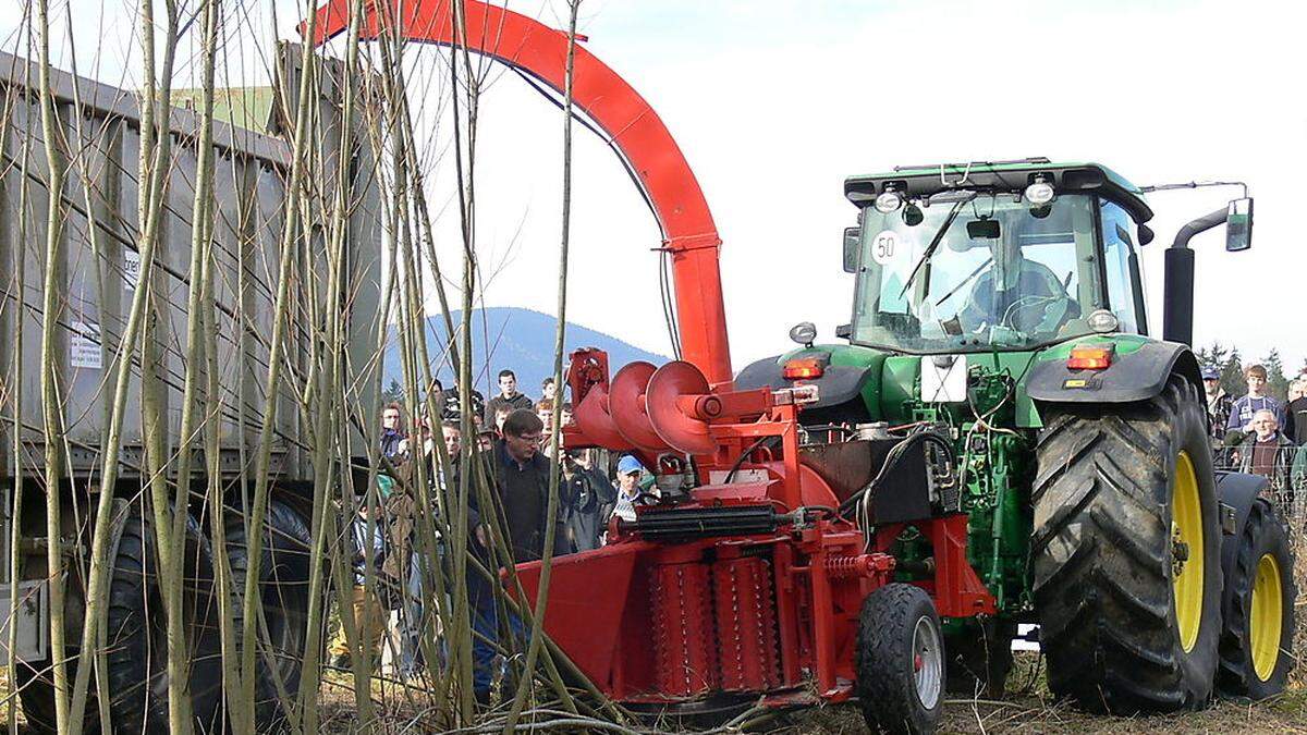 Die Pappeln werden als landwirtschaftliches Energieholz gepflanzt