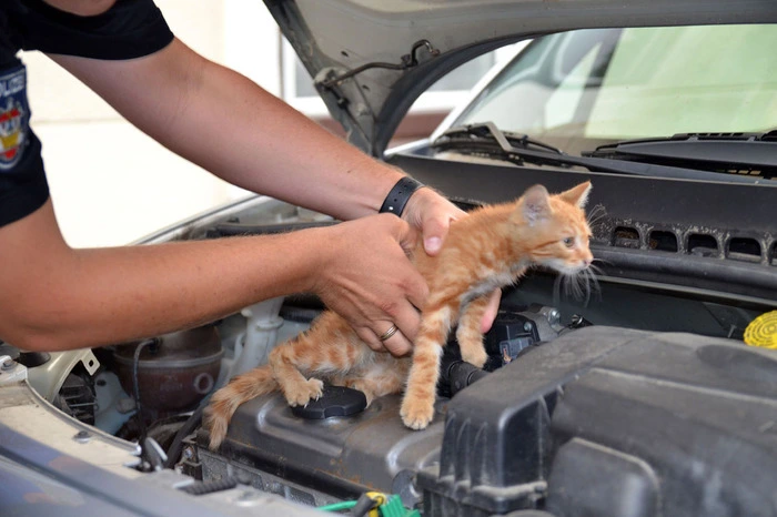 Im niederösterreichischen Baden musste dieser Stubentiger aus einem Motorraum befreit werden.
