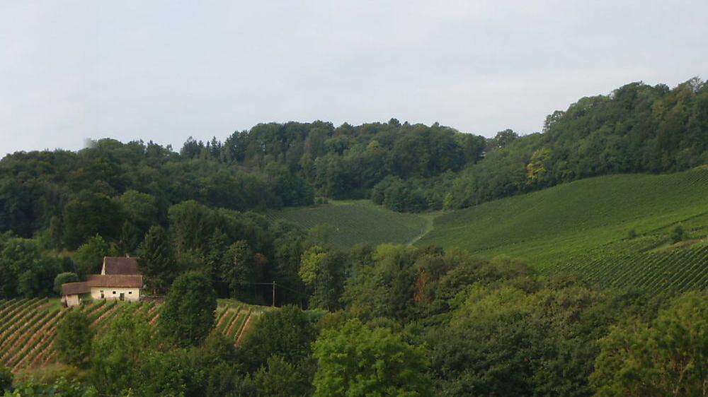 Wo heute Wald steht, will Manfred Tement künftig Bio-Weinbau betreiben. Nachbarn laufen Sturm