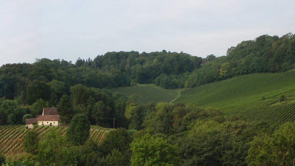 Wo heute Wald steht, will Manfred Tement künftig Bio-Weinbau betreiben. Nachbarn laufen Sturm