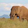 Elefantensichtungen gehören zu den Höhepunkten einer Südafrika-Reise