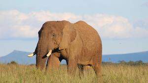 Elefantensichtungen gehören zu den Höhepunkten einer Südafrika-Reise