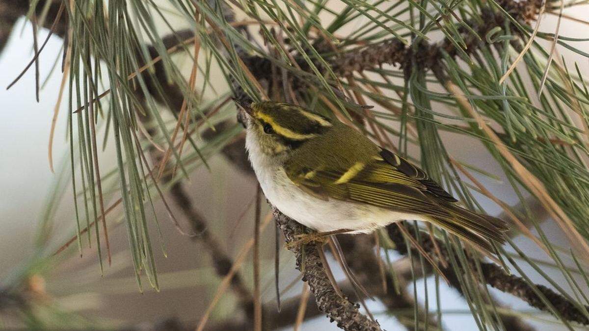 Der Goldhähnchen-Laubsänger (Phylloscopus proregulus) saß am Montag auf der Grünfläche des Naturhistorischen Museums (NHM) in einer Föhre