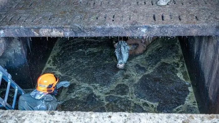 Eine Kuh stürzte in das Becken und wurde von Feuerwehrleuten gerettet
