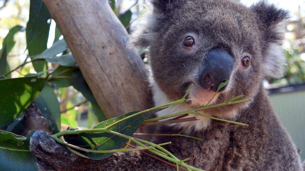 Koala-Bärin Irene brach aus Zoo aus